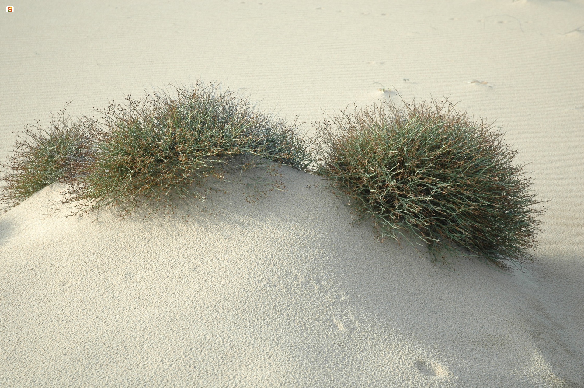Vegetazione nella Spiaggia di Piscinas