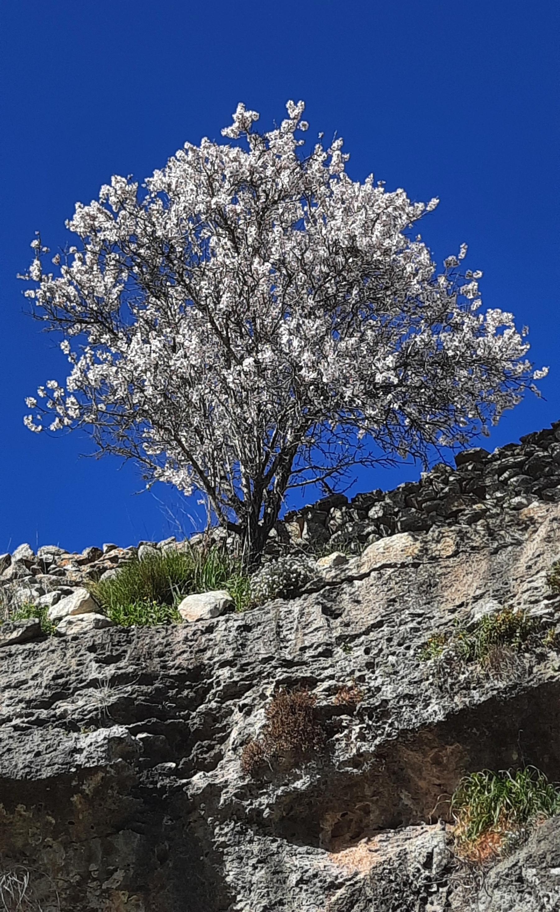 Romana - Albero in fiore