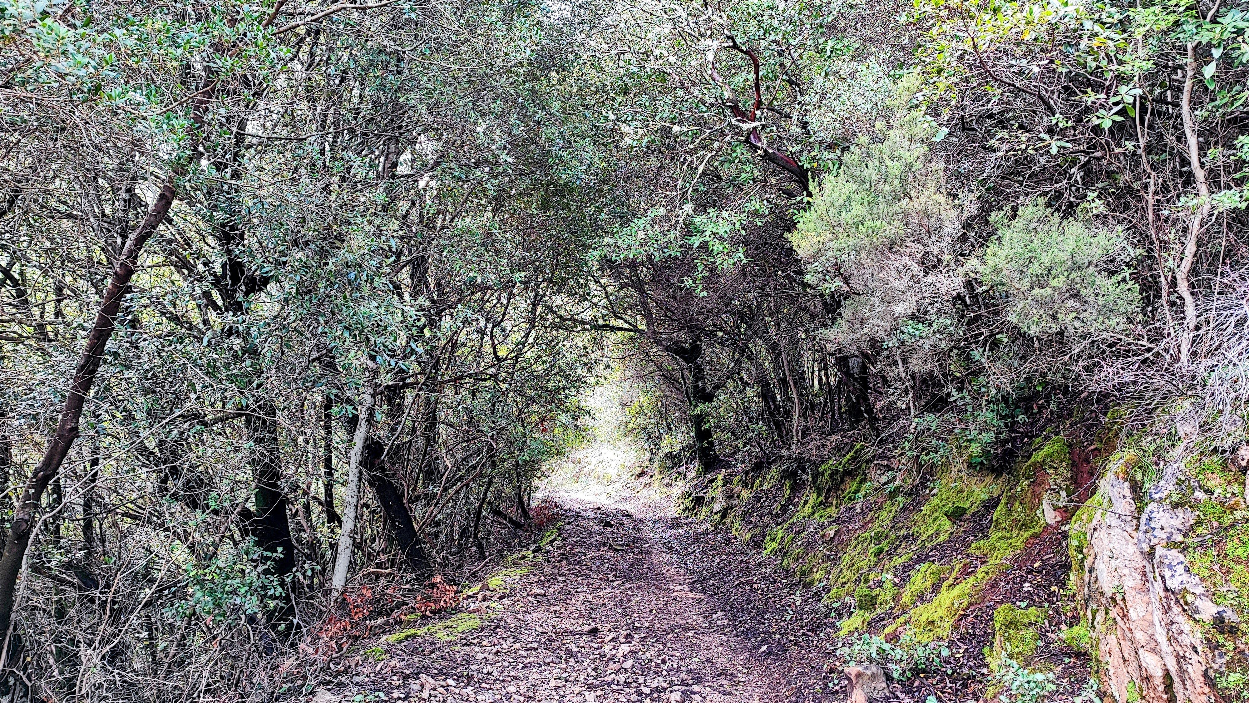pista forestale lungo il D 132
