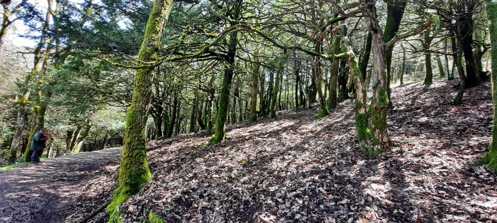 Sos Nibberos, foresta di perastri