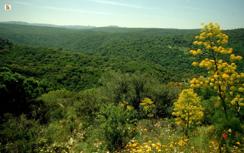 Bosco di Alà dei Sardi