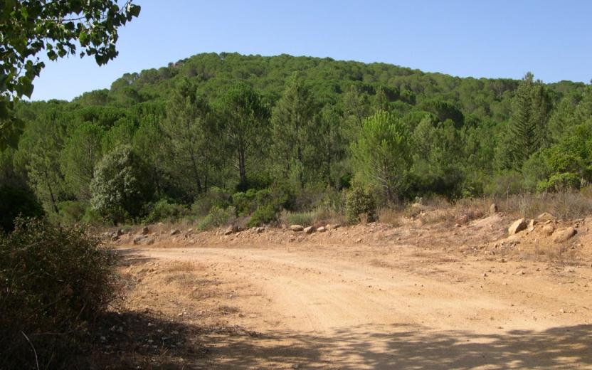 Monti, foresta di Monte Olia