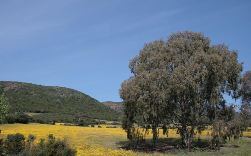 Campagna di Santadi