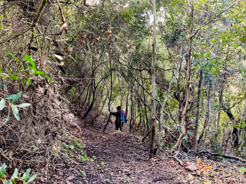 Lungo il 515, sotto il bosco