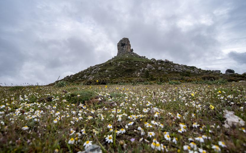 Perda Liana in veste primaverile