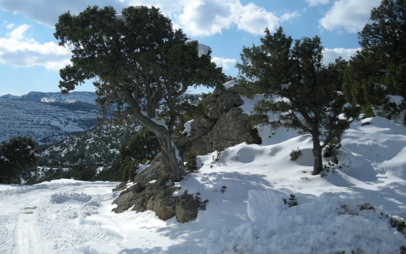 Sa Portiscra - Ginepro innevato