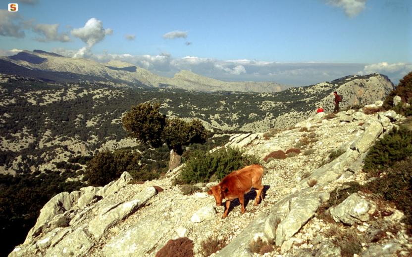 Supramonte di Urzulei, pascolo brado