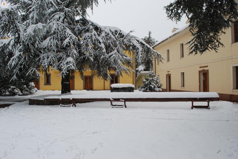 Cedro innevato a Monte Pisanu