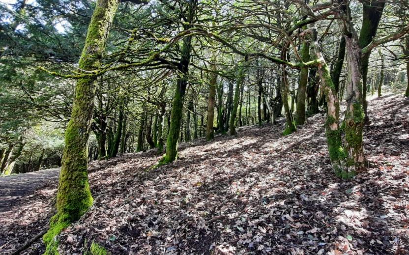 Sos Nibberos, foresta di perastri