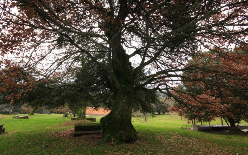 Roverella-Leccio - Parco comunale di Iscuvidè - Illorai