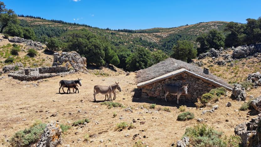 Antichi ovili, Gutturinu 'e Fumai, B441D