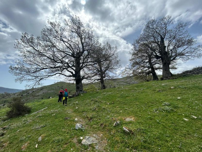 Lungo il sentiero 712 tra roverelle secolari