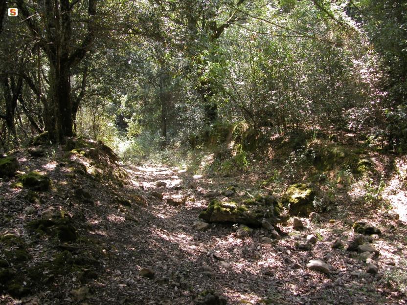 Carareccia in foresta Cannas.jpg