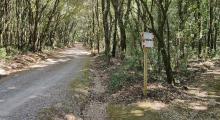 Strade e sentieri del bosco 