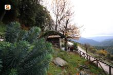 Aritzo, Euforbia cespugliosa in località Funtana'e Silia