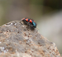 Trichodes alvearius Trichodes alvearius