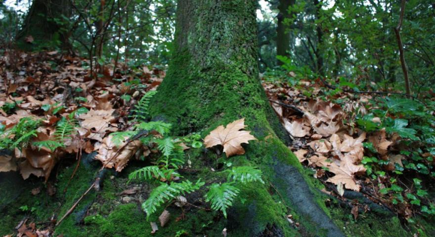 Parco Aymerich, sottobosco