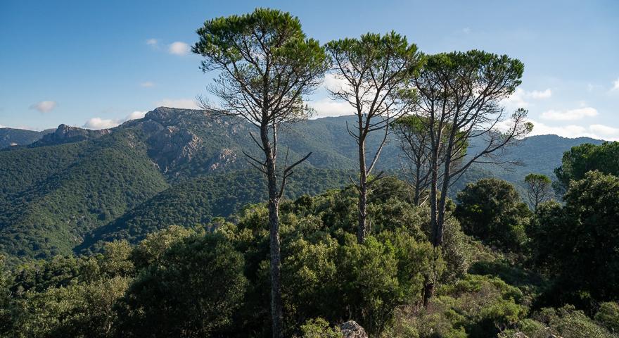 Risalita nel rimboschimento