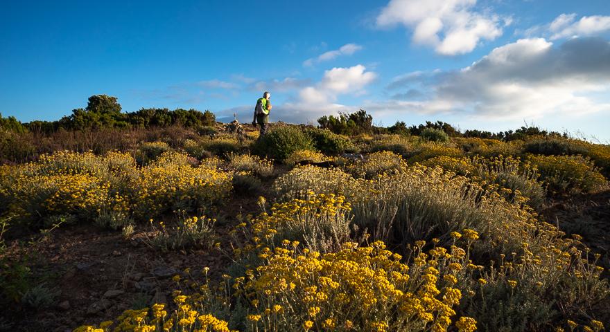 Fioritura di Teucrium marum e Elicriso a Monte Maxia