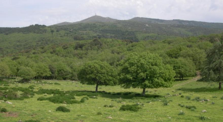 Forest'Anela, Monte Pisanu visto da Su pranu