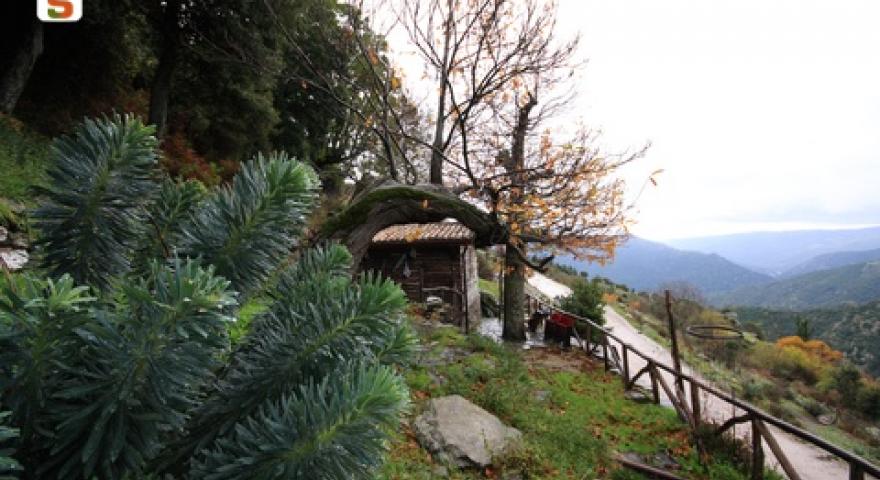 Aritzo, Euforbia cespugliosa in località Funtana'e Silia Aritzo, Euforbia cespugliosa in località Funtana'e Silia