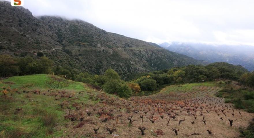 Aritzo, vigneto lungo la strada per la chiesa di Santa Maria