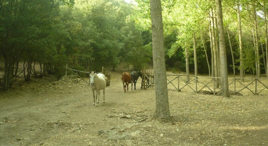 Cavalli del Sarcidano, Laconi
