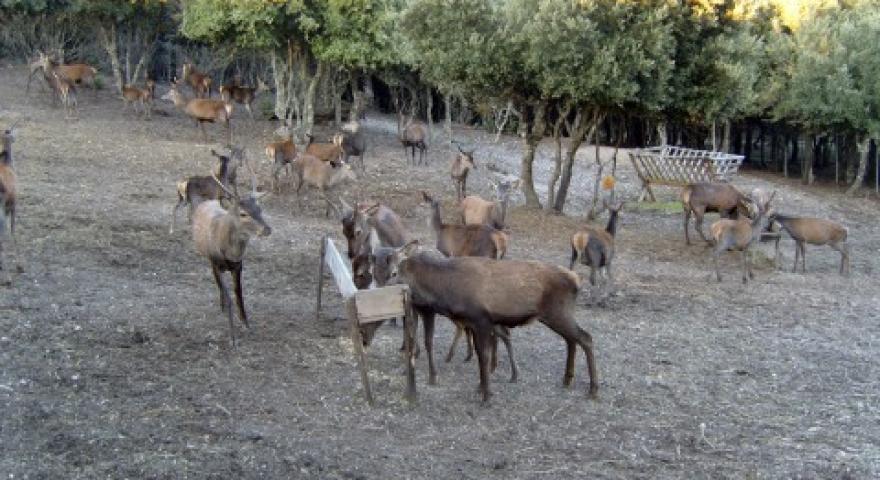 Cervi nella Foresta di Funtanamela