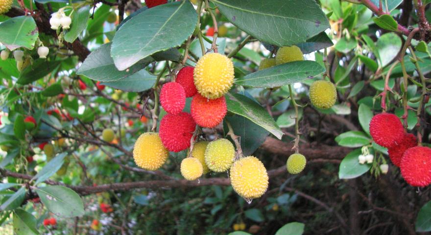 Corbezzolo, rosmarino, mirto: i profumi della Sardegna.