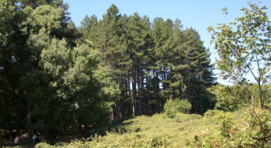Forest'Anela, esemplari di Pino Nero