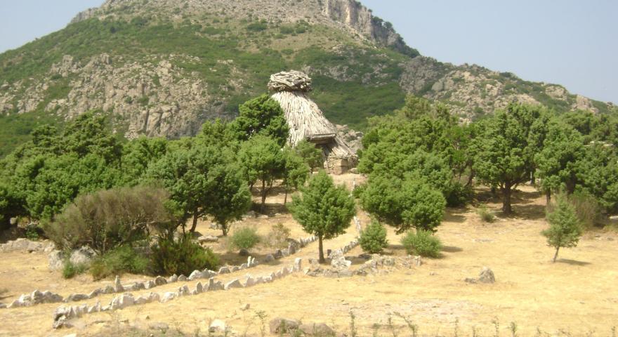 Foresta di Silana, pinnetu. Sullo sfondo la Punta Salavarrò