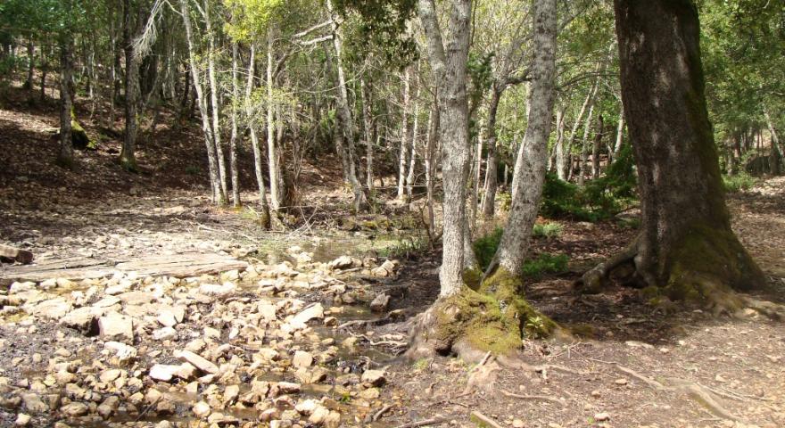 Funtana d'oro, Seui