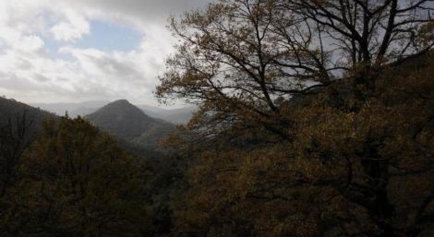 Girgini Foresta