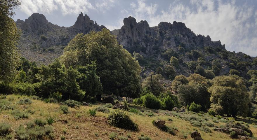 Sguardo verso le cime dall'area di Tuones