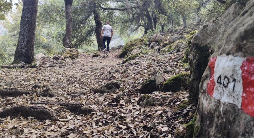 la salita nel bosco (B-401)