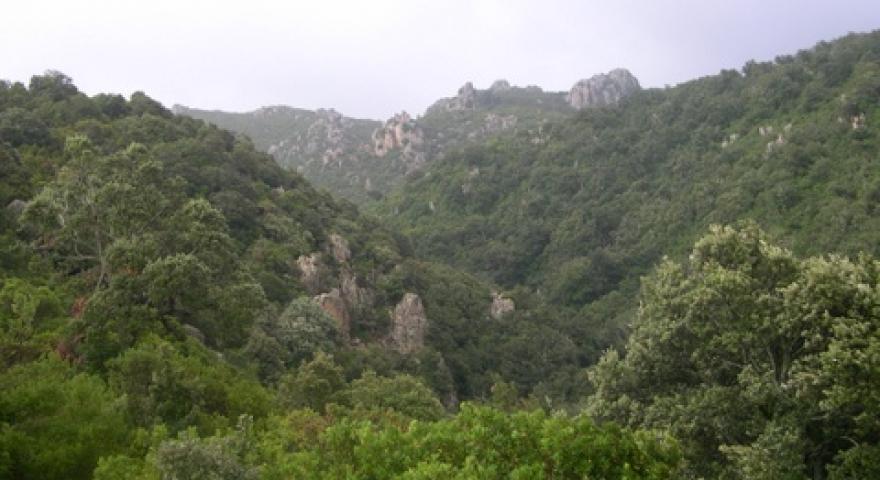 Panorama sul canale boscato