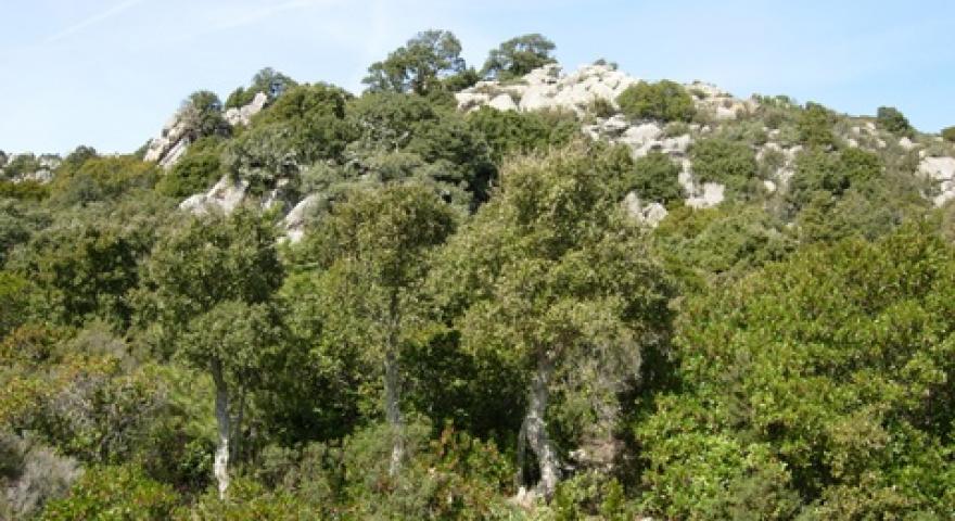 Sughereta in località Sa Matta