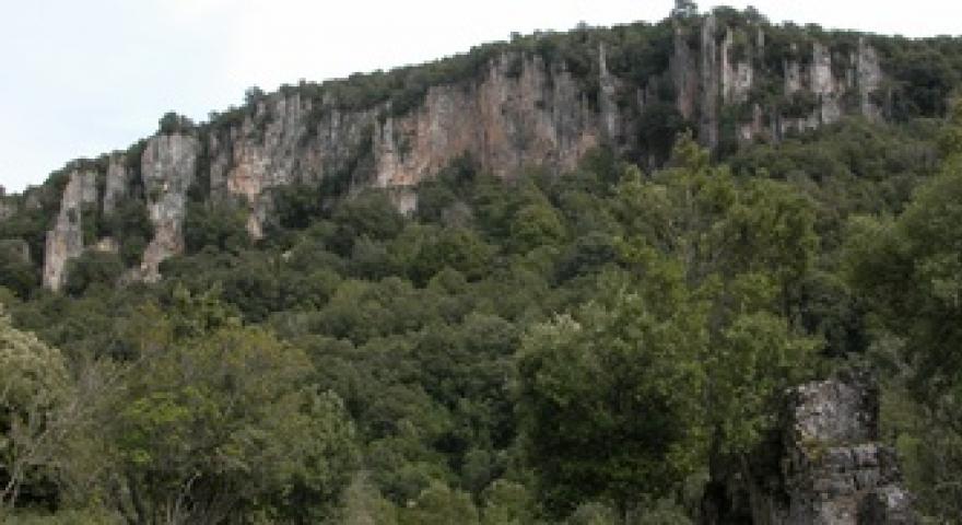 Taccu Ticci