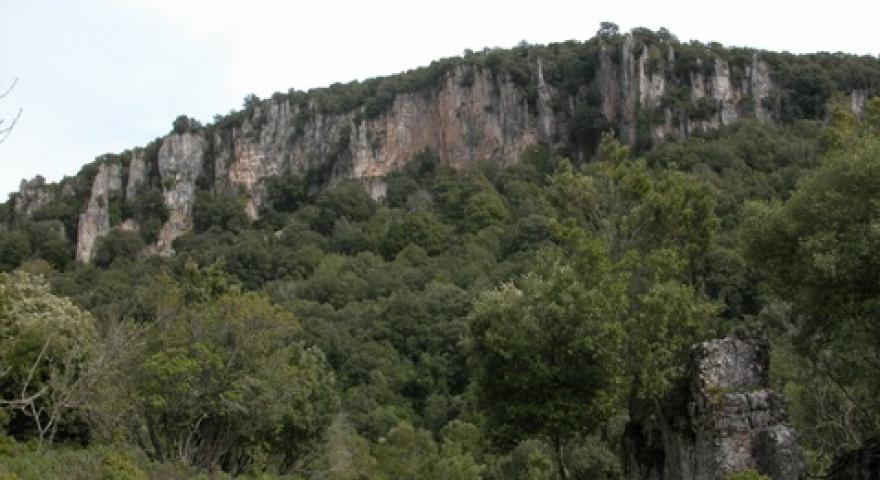 Taccu Ticci
