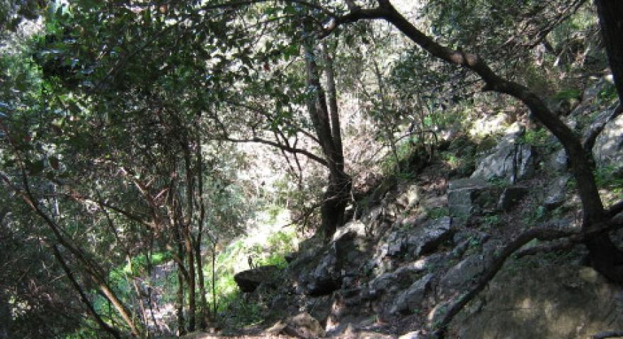Villasalto, lecceta in località Margaida