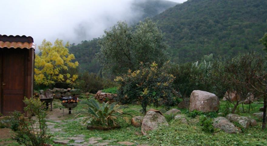 campanasissa