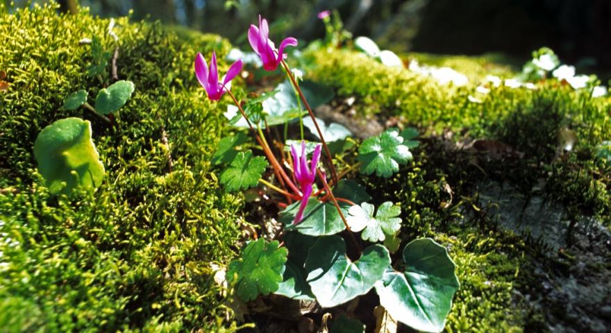 Ciclamini