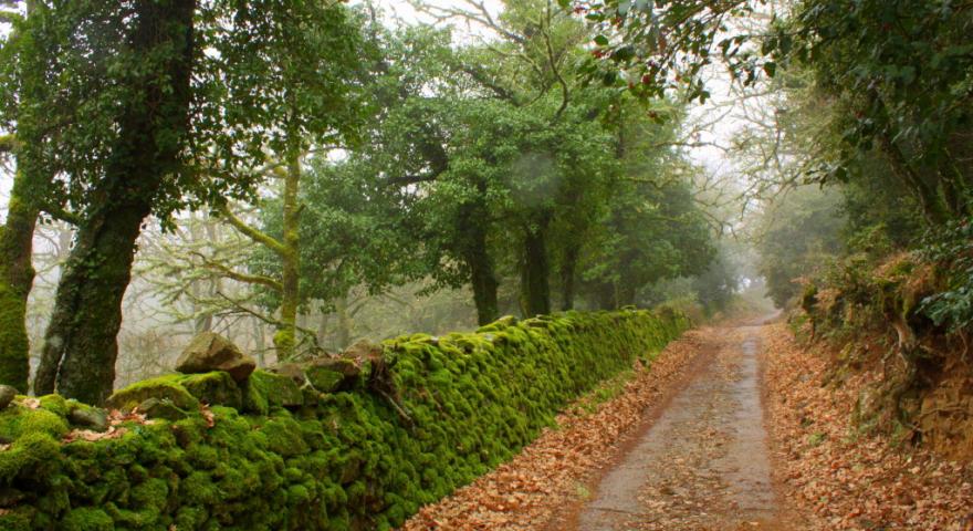 Goceano