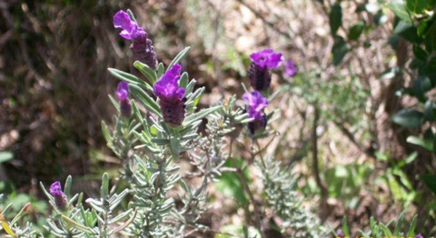 Lavanda