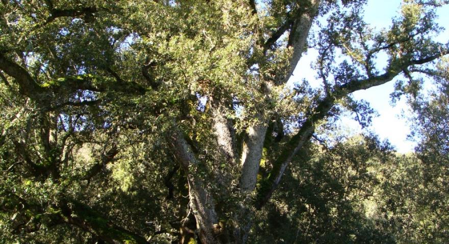 Seui, leccio monumentale in località Ilixi 'e canali