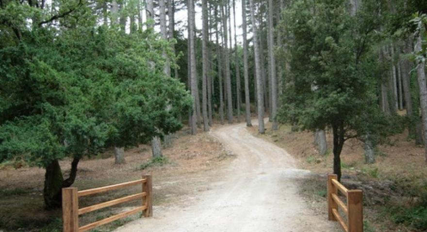 Pineta del Pavari