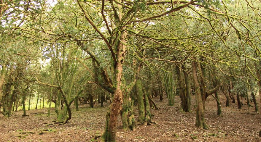 Sos Nibberos, il bosco dei tassi secolari 