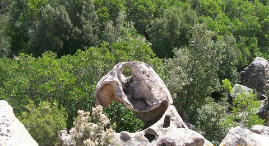 Talana Tafoni