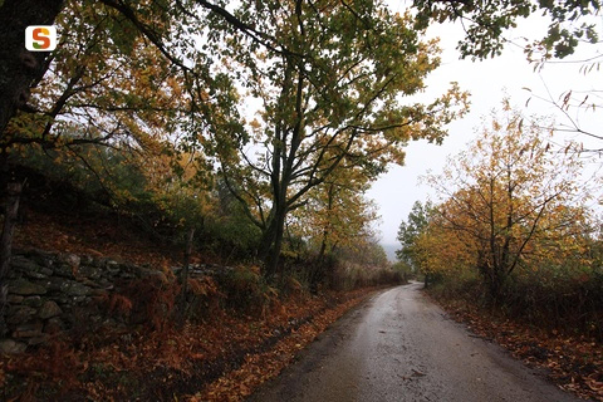  Aritzo, castagni lungo la strada per Funtana Cungiada.jpg