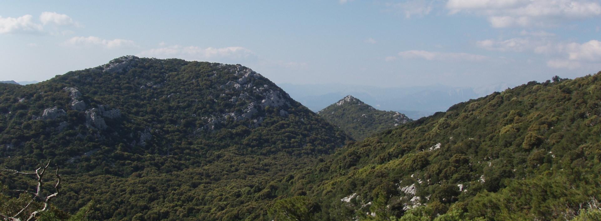 Foresta Demaniale di Altudè